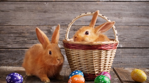 A basket with a bunny rabbit inside and Easter eggs laying outside.