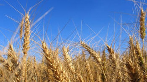 field of wheat