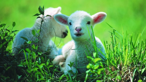 A lamb in the grass.