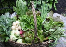 basket of vegetables