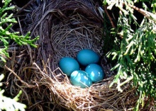 bird&#039;s nest with robbin&#039;s eggs