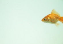 goldfish in water