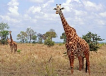 giraffes