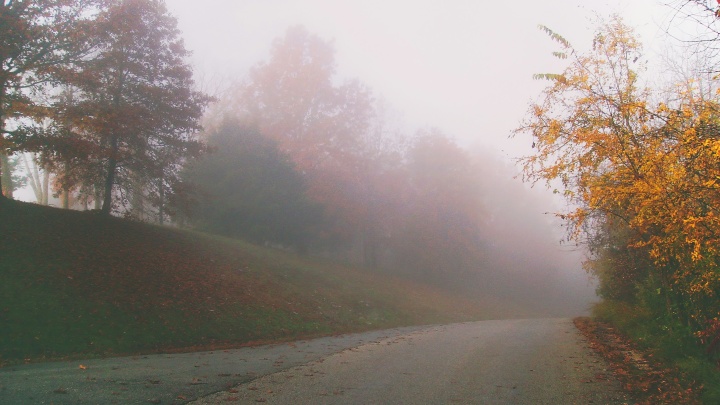 Gray concrete road surrounded with autumn trees on either side on a foggy day