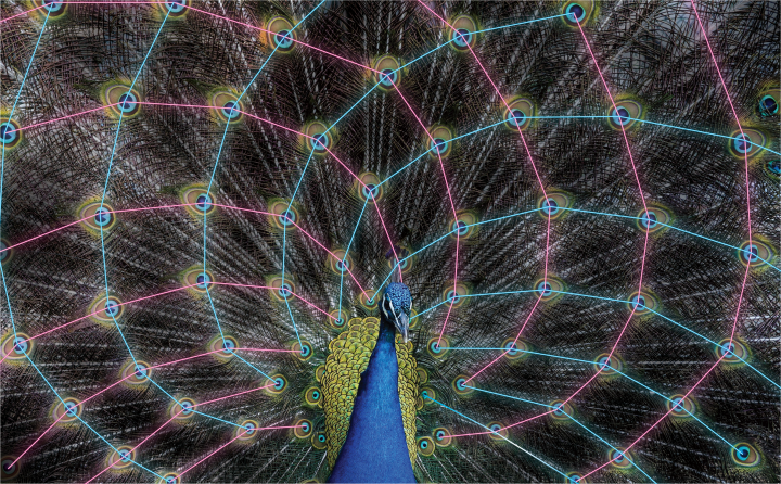 A peacock's tail with lines showing the repeating pattern of the eyes