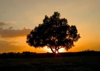 Sunset behind tree - The Rest of the Story: The Story of Rest