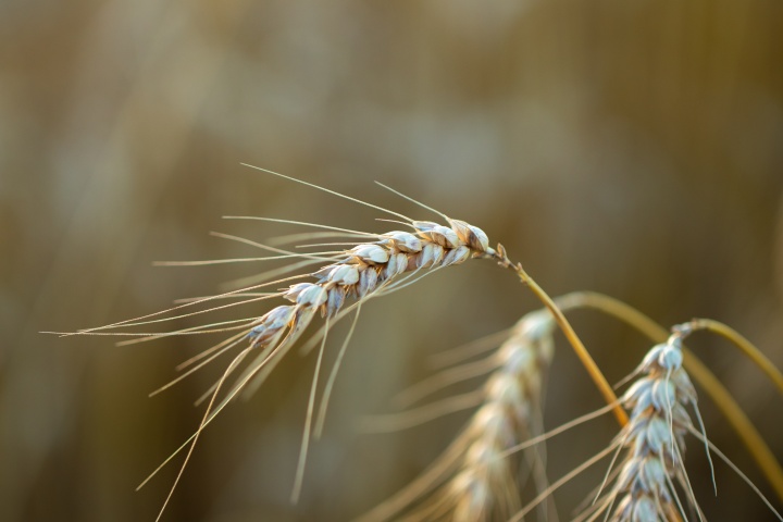 a few strands of wheat