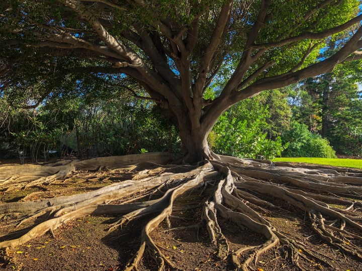 Brown tree trunk on brown soil.