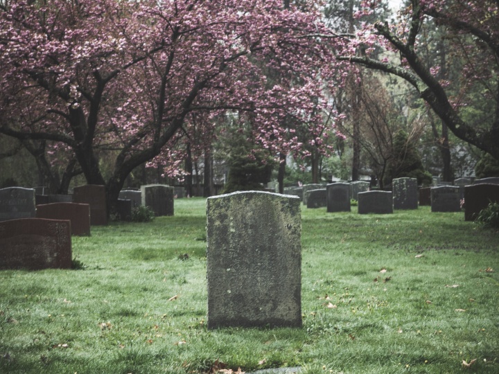 tombstones in a field shaded by trees with pink blossoms