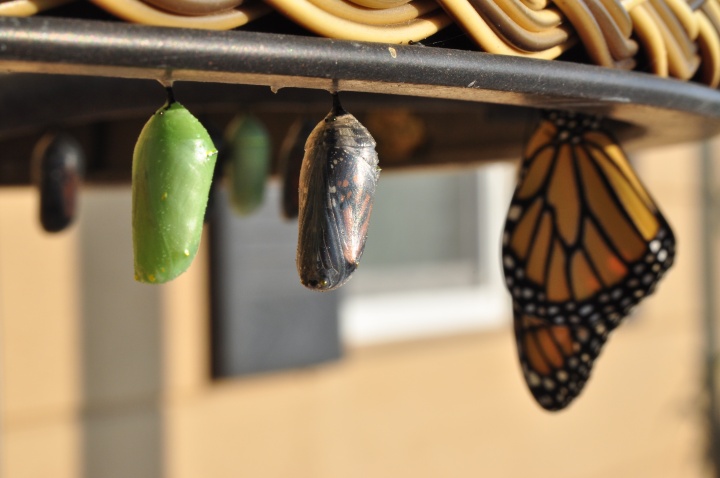 three stages of butterfly development hanging upside down, side by side, with the early cocoon on the far left and the adult butterfly on the far right