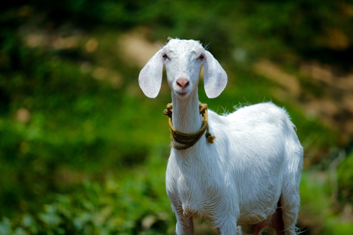 a goat with a rope collar standing in the grass