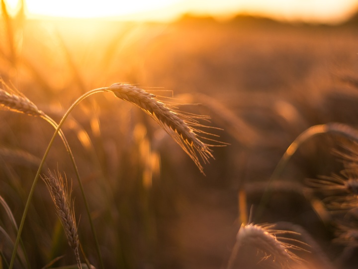 a field of wheat lighted by golden sunshine