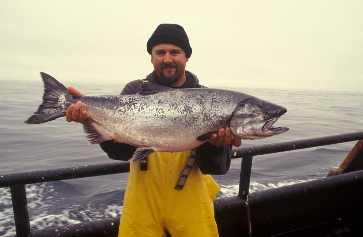 A very large salmon being held by a fisherman.