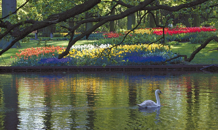 A swan on a beautiful pond.