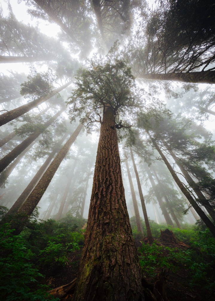 Low angle of redwood tree.