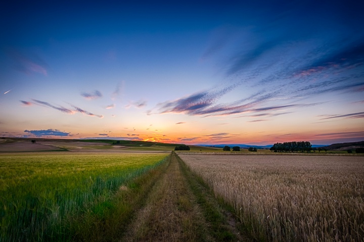 A large expanse of wheat fields.