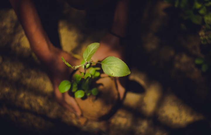 Planting