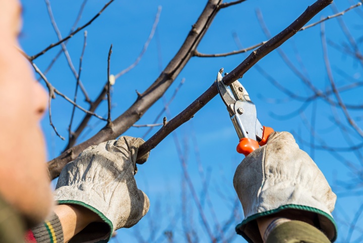 A man pruning a tree branch.