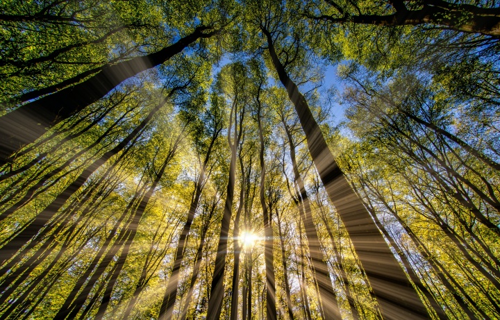 Sun shining through the trees.