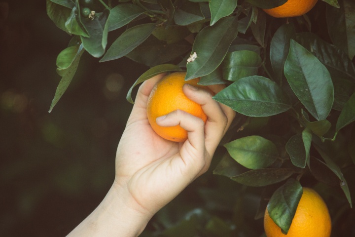 Hand picking an orange.