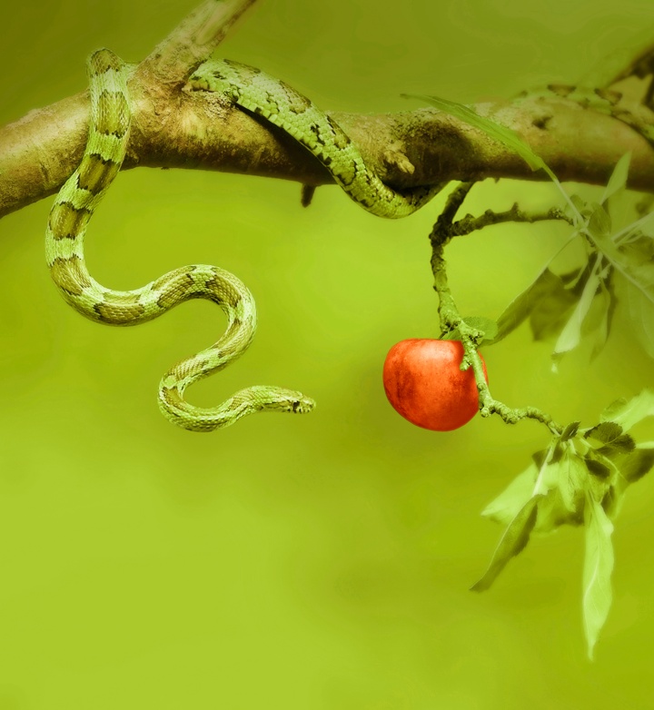 An green snake wrapped around an apple tree branch.