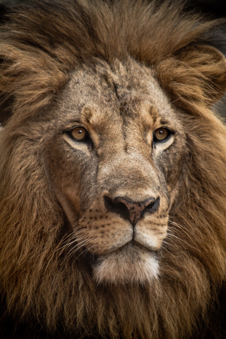 Closeup of a Lion