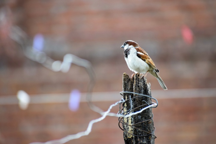 A sparrow sitting on a old fence post.