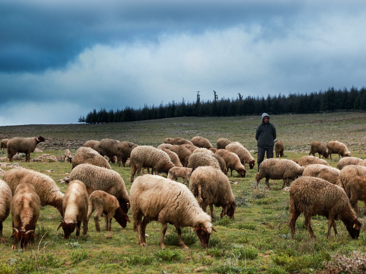 Sheep in a field. 