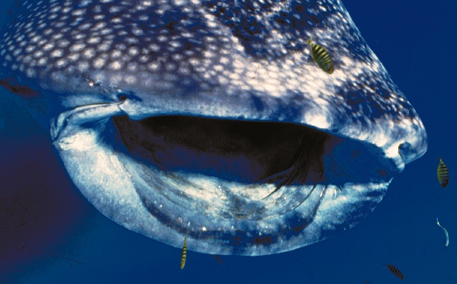 Whale shark