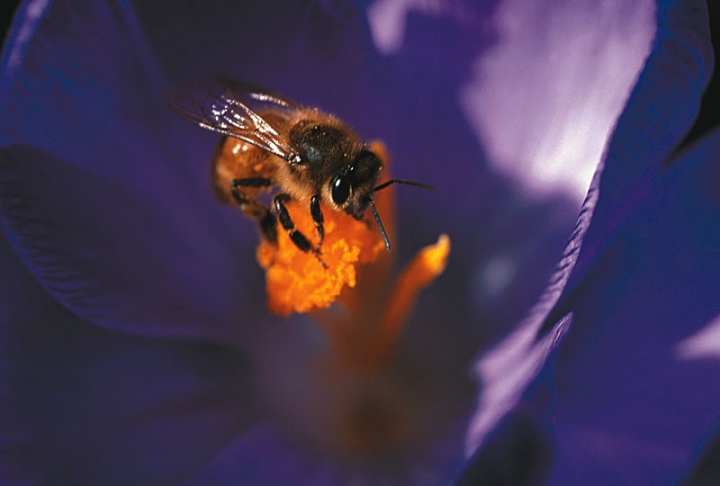 A bee on a flower stem.