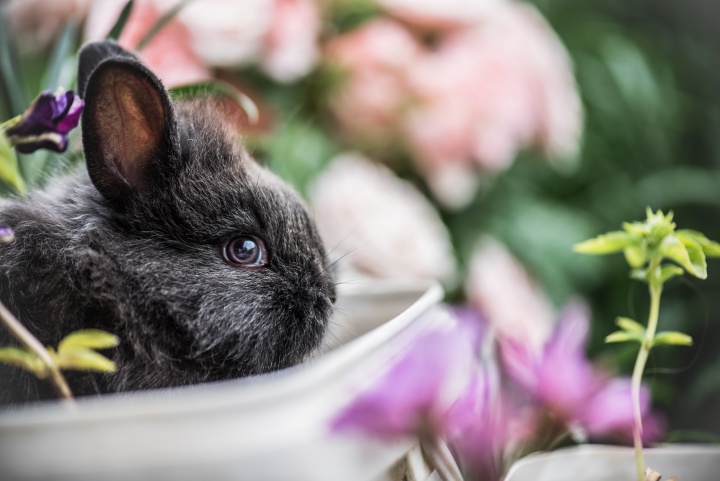 A rabbit in a basket.