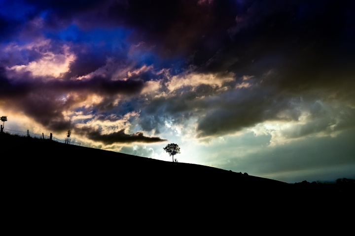 A tree with sunlight behind it on top of a hill.