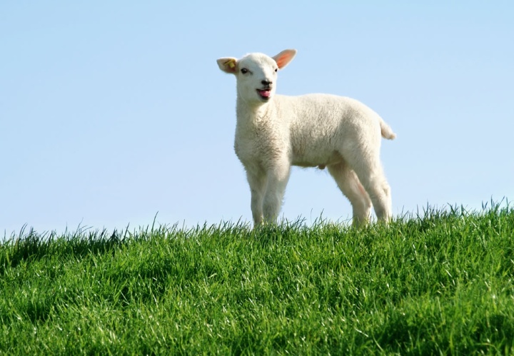 A lamb on top of green grass hill.