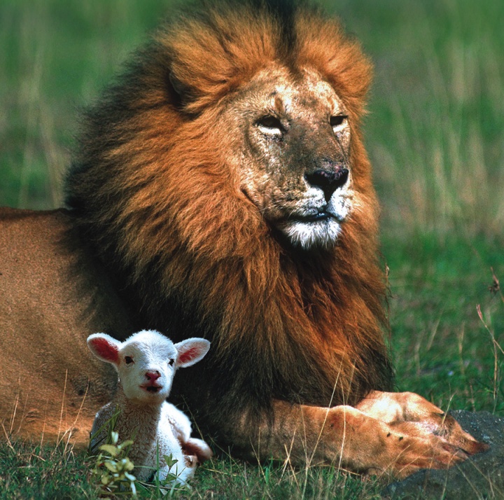 A lion and a lamb beside each other.