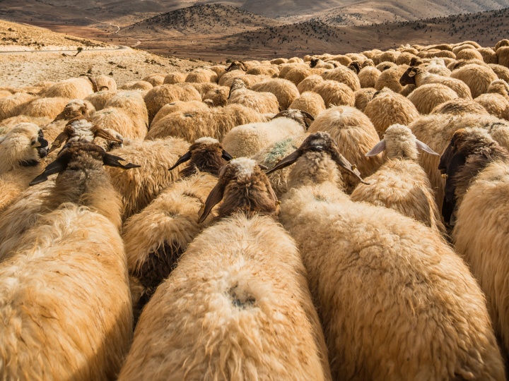 A flock of sheep.