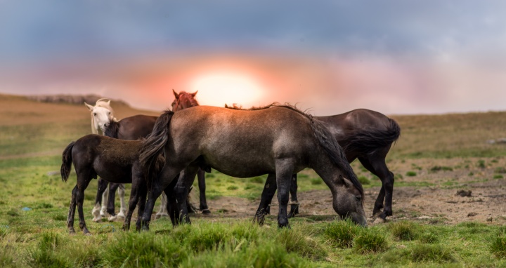 Horses in a grassy field.