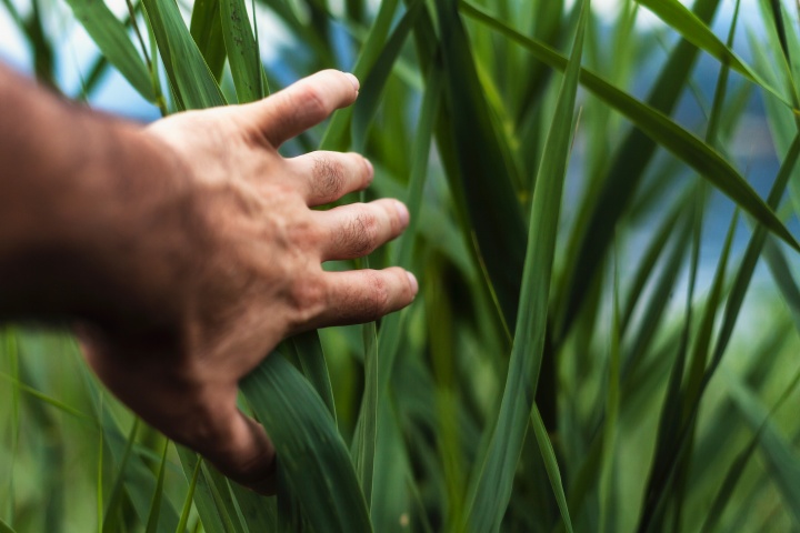 A man pushing tall grass reeds out of the way.