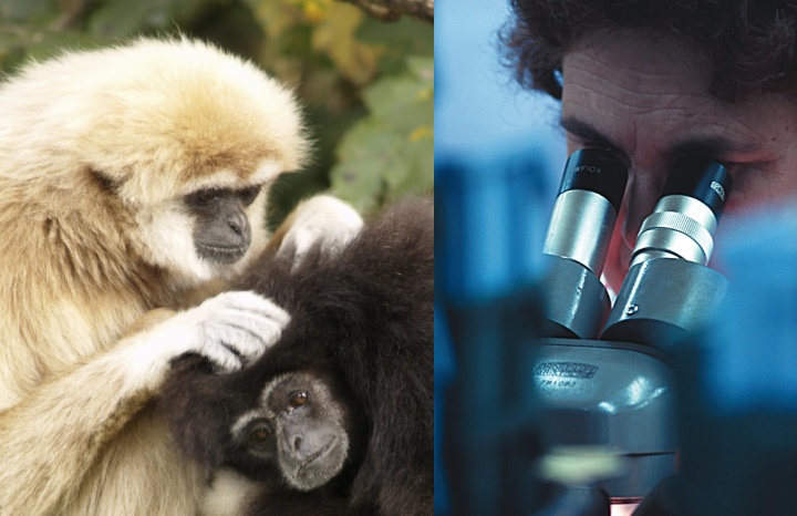 A monkey picking at another monkey. A man looking through a microscope.