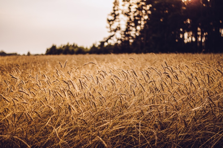 Grain field.