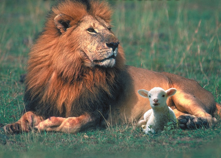 Lion and lamb laying beside each other.