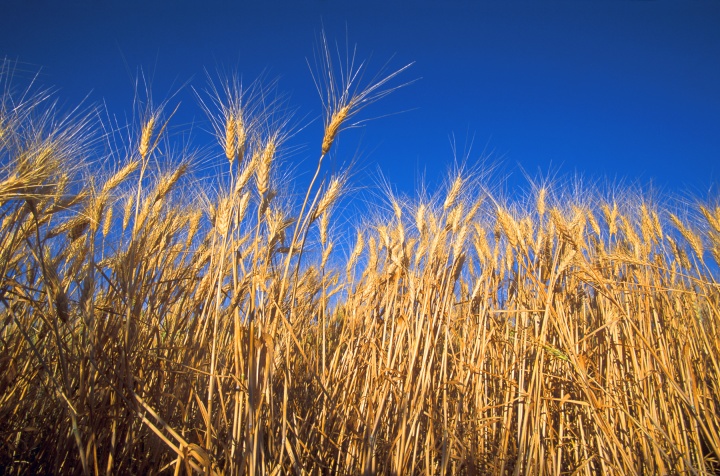 Wheat field