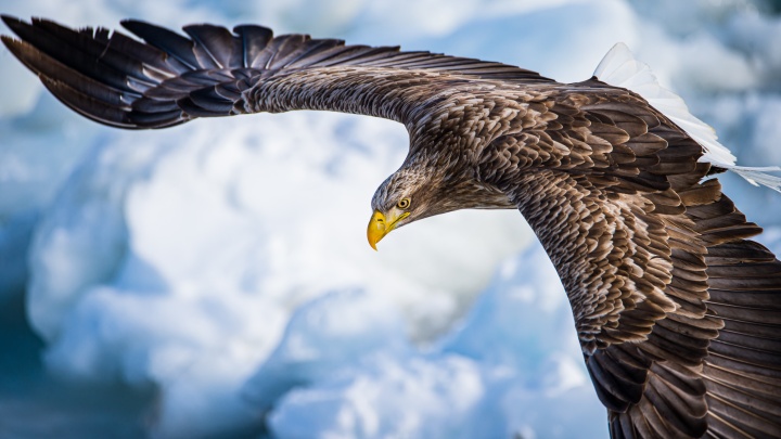 An eagle soaring.