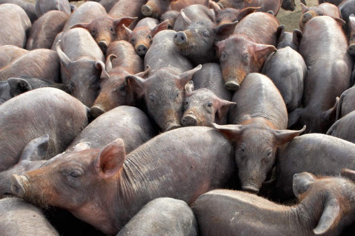 A herd of pigs packed together.