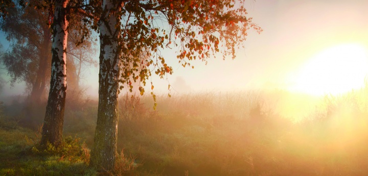 A tree and field covered in a foggy haze.