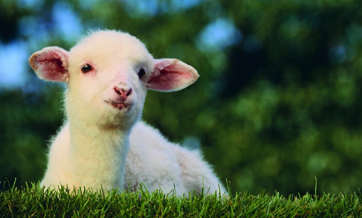 A lamb lying in grass.