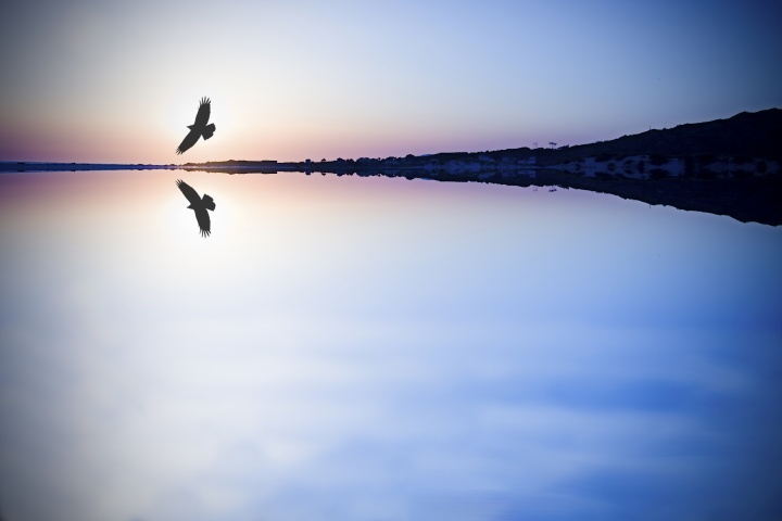 A eagle flying over water.