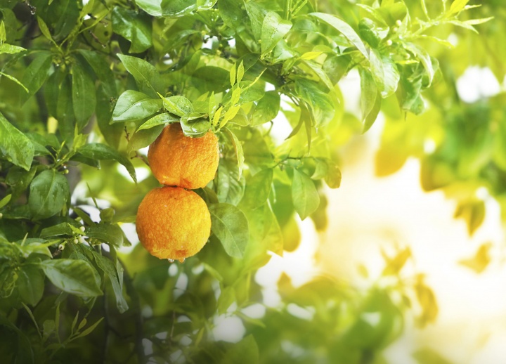 A tree with fruit.