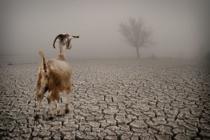 A goat on dry parched land.