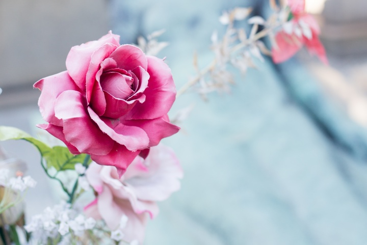 A rose by a grave site.