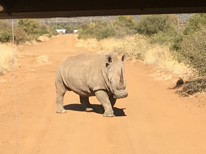 A rhino on a dirt road.